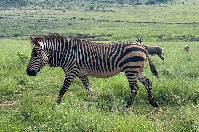 Private 3-Hour Pilanesberg Park Game Drive From Johannesburg Tour - Contact and Customer Support