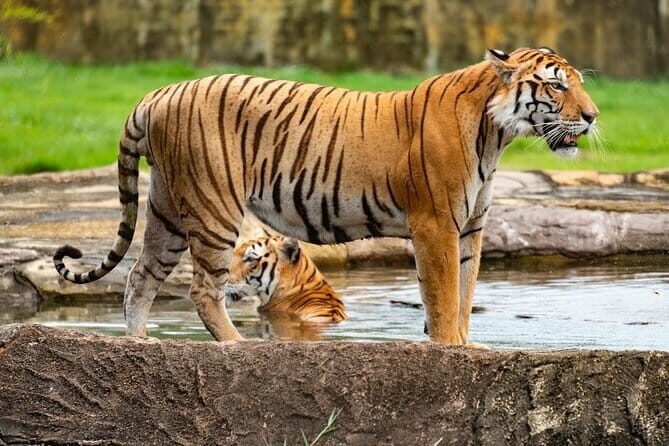 Private 4-Day Tiger Safari and Golden Triangle Tour from Delhi - Introduction