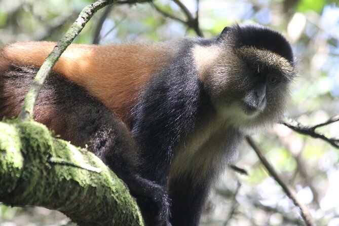Private 4 Days Gorilla Trekking Tour and Lake Bunyonyi Visit - The Sum Up