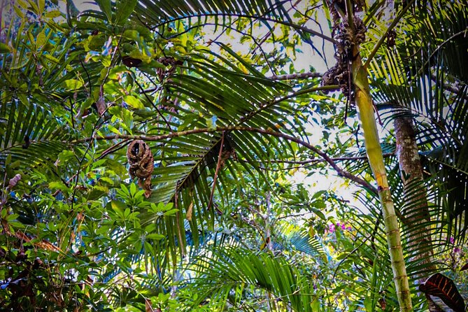 Private 4 Hour Hiking Adventure Breakfast in Nogalito Ecopark - Overview and Restrictions
