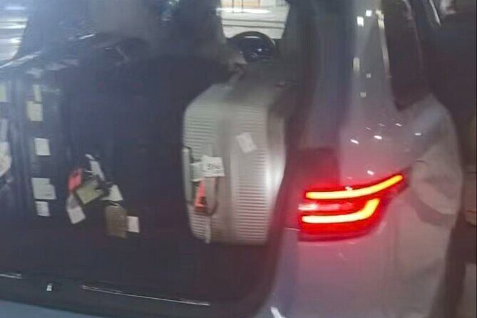 Private 4 Hour Shanghai Layover Tour with Airport Pickup - The Benefits of a Private, Short Tour