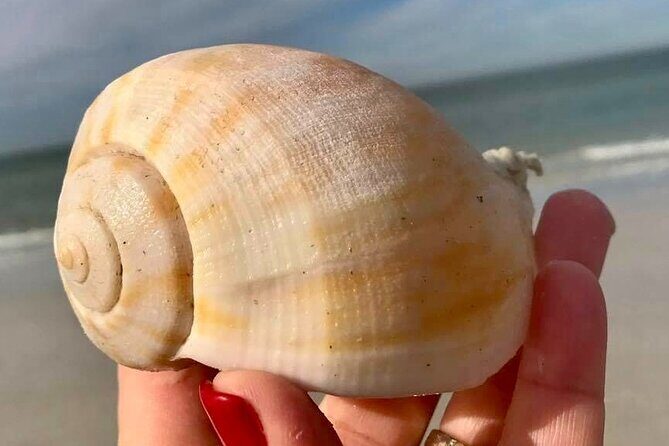 Private 4 Hour Shell Key Island Adventure Dolphins and Shells - Exploring the Itinerary: What to Expect from Each Stop