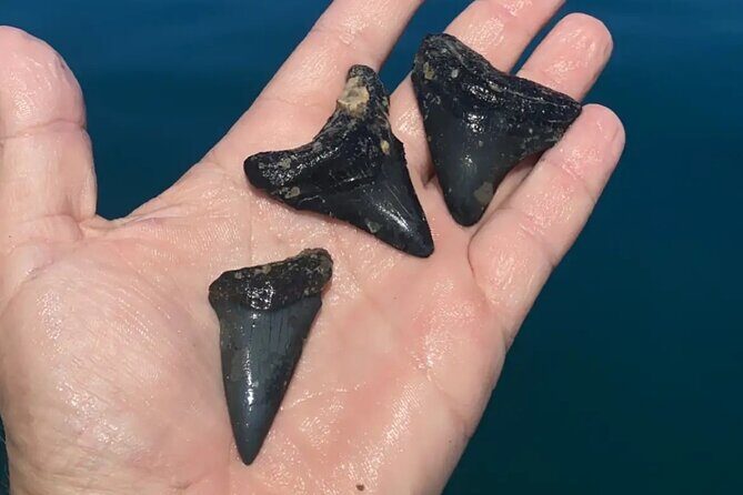 Private 4 Hour Shell Key Island Adventure Dolphins and Shells - Frequently Asked Questions (FAQs)