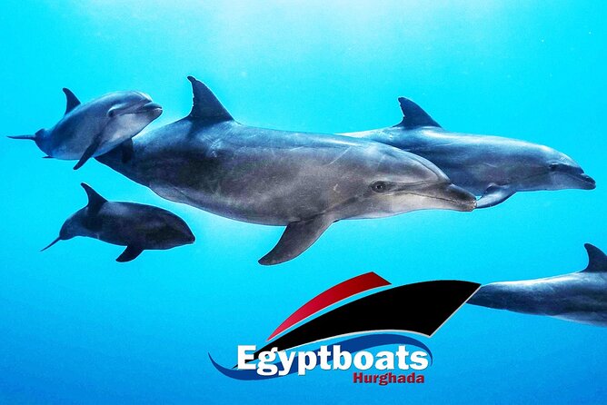 PRIVATE! 4-hour Speed Boat Trip Swim With Dolphins, Snorkeling & Island - Traveler Reviews