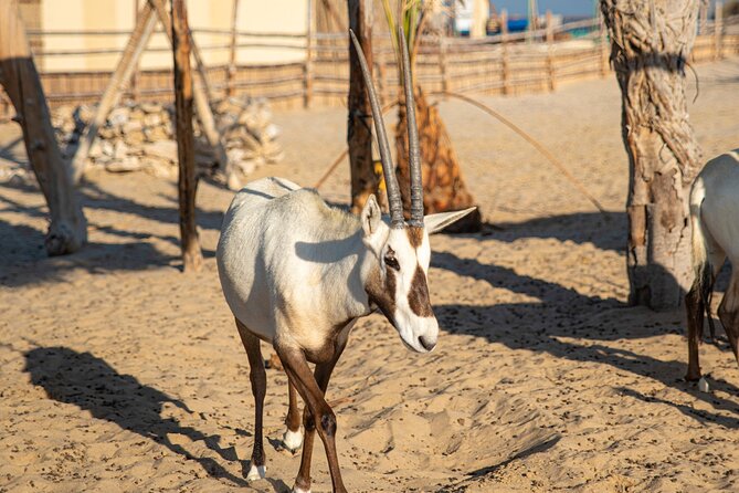 Private 4 Hours Desert Safari Tour in Doha - Inclusions and Pricing