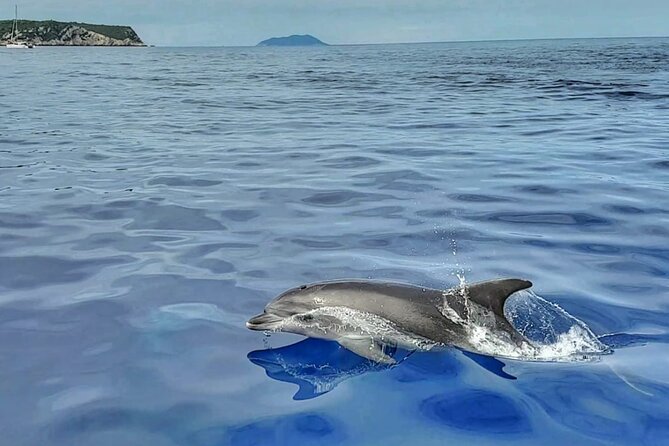 Private 4 Islands Tour (Golden Horn, Hvar, Pakleni Islands, ŠOlta) - Customer Reviews and Highlights