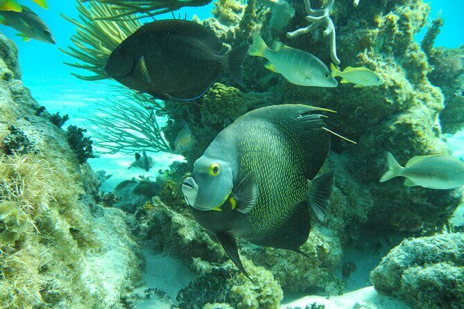 PRIVATE 4Stop Tour: Stingray, Snorkeling, Starfish & 7 Mile Beach - Final Thoughts: Who Will Love This Tour?