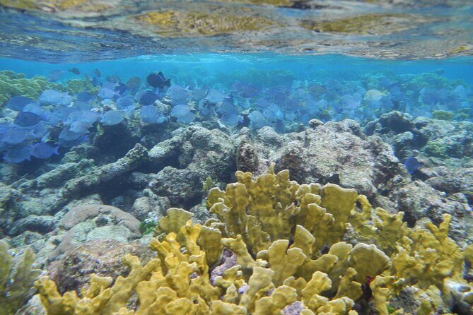 PRIVATE 4Stop Tour: Stingray, Snorkeling, Starfish & 7 Mile Beach - Frequently Asked Questions