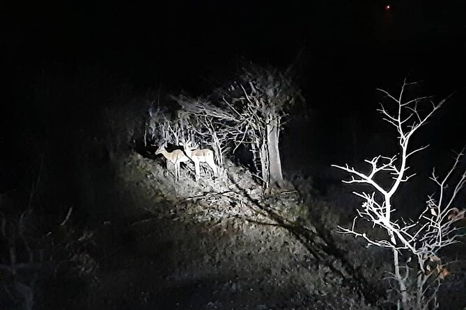 Private 4x4 Drive in the African Bush by Night - What To Bring