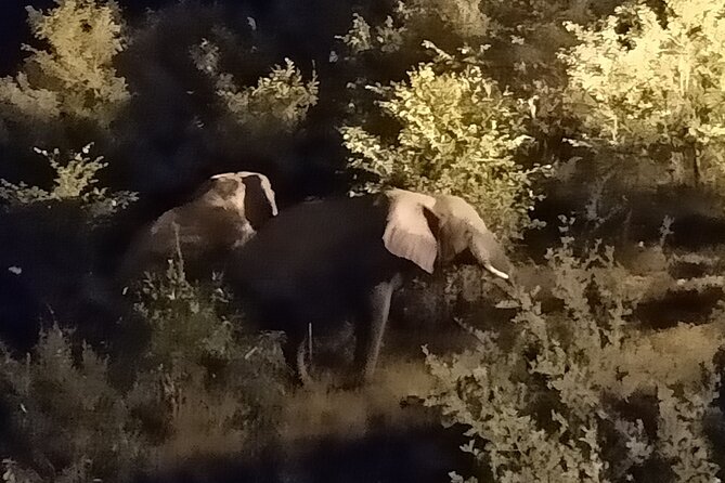 Private 4x4 Drive in the African Bush by Night - What To Expect