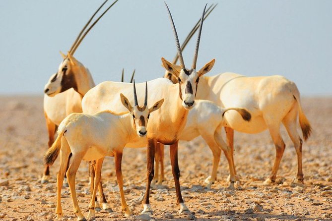 Private 4x4 Morning Desert Drive With Wildlife Experience & Sandboarding - Tour Duration and Restrictions