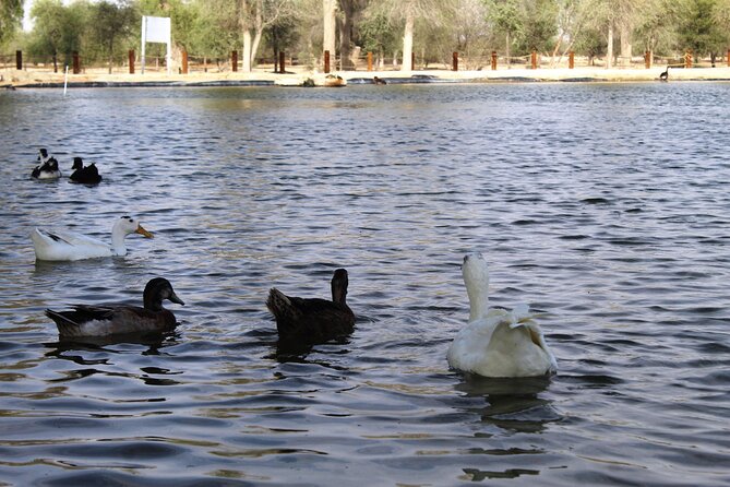 Private 4x4 Morning Desert Drive With Wildlife Experience & Sandboarding - Common Questions