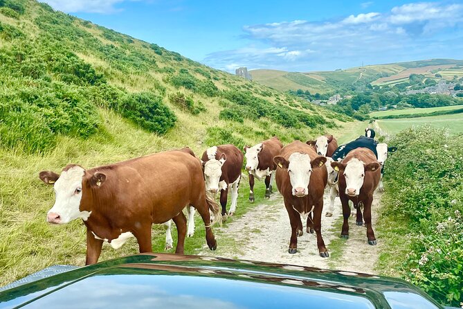 Private 4x4 Safari - Lulworth, New Forest & Corfe - Southampton - Frequently Asked Questions