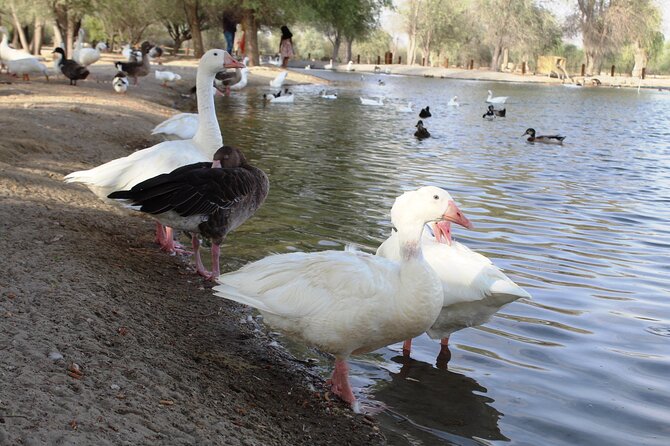 Private 4x4 Sunrise and Wildlife Experience in the Desert - Pricing and Terms