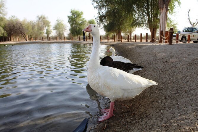 Private 4x4 Sunset Desert Drive With Wildlife Experience - What to Expect on the Private 4x4 Sunset Desert Drive