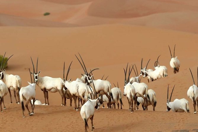 Private 4x4 Sunset Desert Drive With Wildlife Experience - Highlights of the 4.5-Hour Sandboarding Dubai Experience