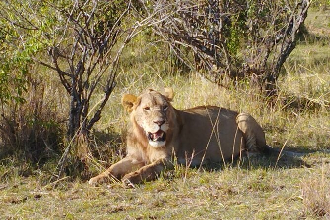 Private 5 Day Maasai Mara With Lake Nakuru and Lake Naivasha Tour - Itinerary Highlights