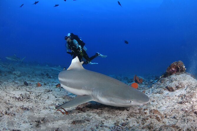 Private 5 Day Morotai Scuba Diving Trip - Trip Overview