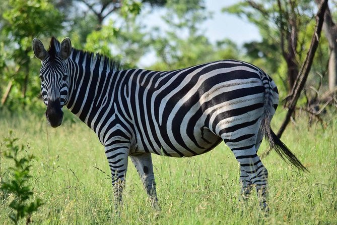 Private 5-Day Overnight Safari in Kruger Park From Skukuza Airport - Safari Details