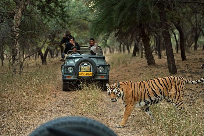 Private 5-Day Ranthambhore Tiger Tour From Delhi Including the Taj Mahal, Agra and Jaipur - Tour Itinerary Overview