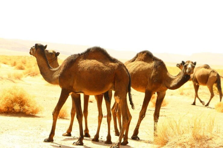 Private 5-Days From to Marrakech to Erg Chegaga Desert - Booking and Logistics Details