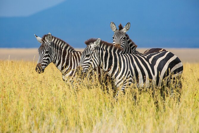 Private 5-Days Serengeti Trails With Kojuu Safaris - Meeting and Pickup Details
