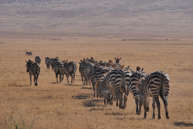 Private 5 Days Tanzania Safari - Safari Highlights