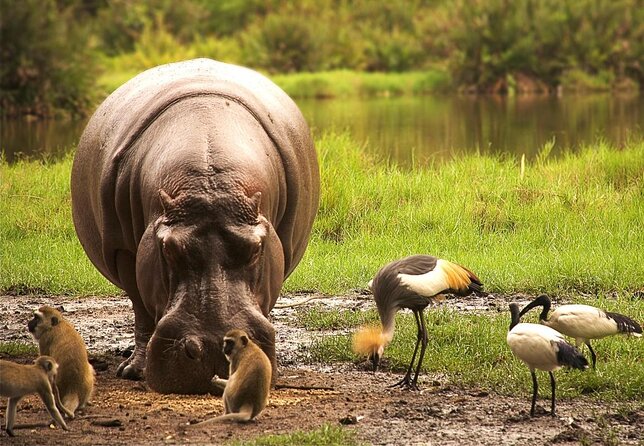 Private 5 Days Tour to Amboseli Tsavo West and Tsavo East National Park - Good To Know