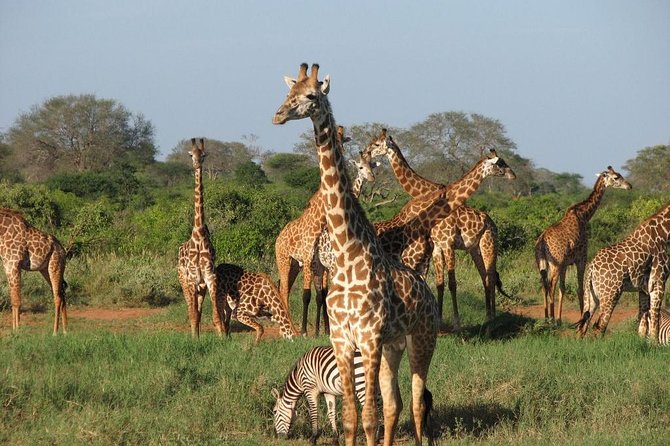 Private 5 Days Tour to Amboseli Tsavo West and Tsavo East National Park - Additional Booking Information