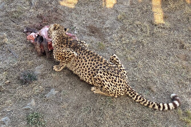 Private 5-Hour Lion Park Tour From Johannesburg or Pretoria - Cancellation Policy