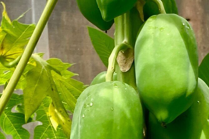 Private 5-Hour Sightseeing Tour in Tropical Gardens - An In-Depth Look at the Tropical Gardens Tour in Darwin