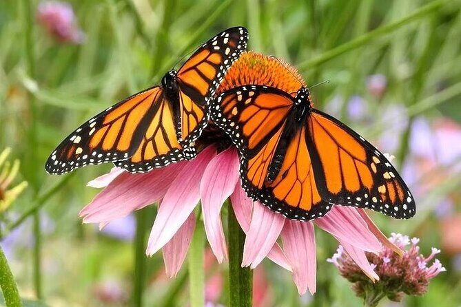 Private 5 Hour Tour of Butchart and Butterfly Gardens - The Itinerary in Detail