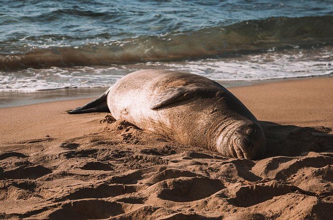 Private 5-hr Off-Road Trip on Oahus Wildlife-Rich North Shore - Pricing and Value Analysis