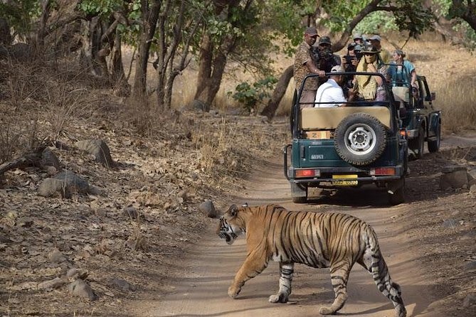 Private 6-Day Ranthambhore Tiger Tour Including Delhi, Agra and Jaipur - Tour Highlights