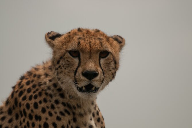 Private 6-Day Safari Tour in the Parks of Northern Tanzania - Transportation Logistics