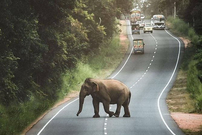 Private 6-Day Sightseeing Tour Around Sri Lanka - Included Activities