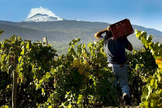 Private 6-Hour Tour of Three Etna Wineries With Food and Wine Tasting - Additional Information