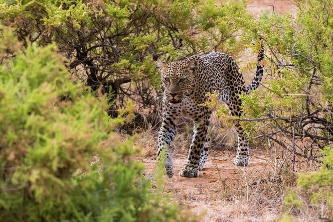 Private 7 Days Mount Kenya, Samburu, Lake Nakuru & Masai Mara Wildlife Safari - Booking and Pricing Information