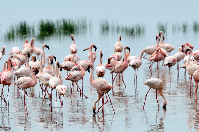 Private 7 Days Samburu Ol Pejeta Lake Nakuru Lake Naivasha and Masai Mara Safari - Included Services