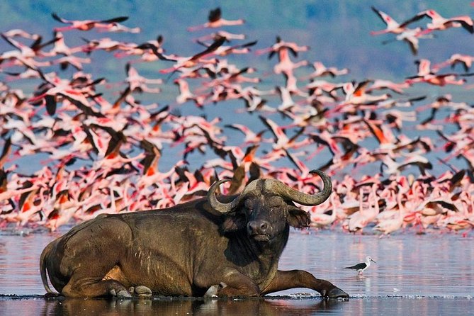 Private 7 Days Samburu Ol Pejeta Lake Nakuru Lake Naivasha and Masai Mara Safari - Detailed Itinerary