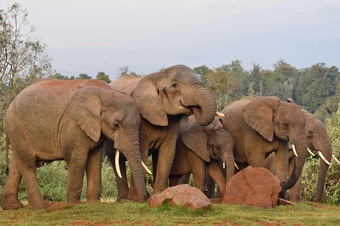 Private 7 Days Samburu Ol Pejeta Lake Nakuru Lake Naivasha and Masai Mara Safari - Pickup and Logistics
