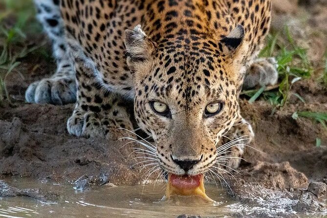 Private 7 Days Sri Lanka Tour With Safari and Cultural Sites - Tour Duration and Location