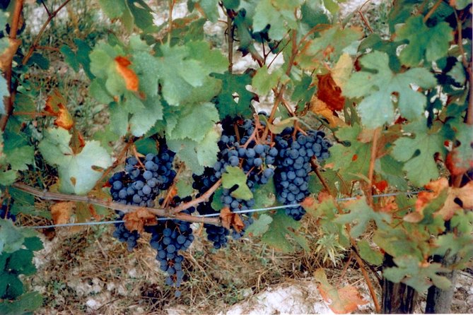 Private 7-Hour Tour of Three Etna Wineries With Tasting From Syracuse - Customer Reviews and Ratings