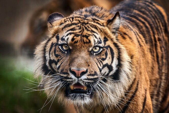 Private 8-Day Golden Triangle With Udaipur & Ranthambore Park (Feb ) - Good To Know