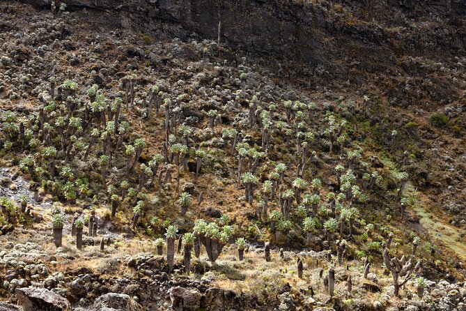 Private 8 Day Northern Circuit Kilimanjaro Climb - Day 5: Barranco Camp to Karanga Camp