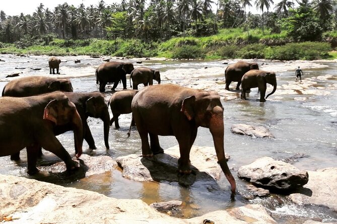 Private 8 Day Tour in Sri Lanka - Good To Know