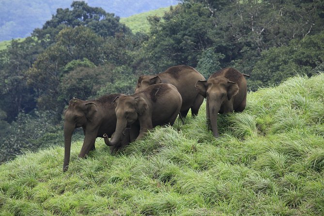 Private 8-Day Tour: Kerala's Hills, Backwaters, and Beaches  - Kochi - Itinerary Overview