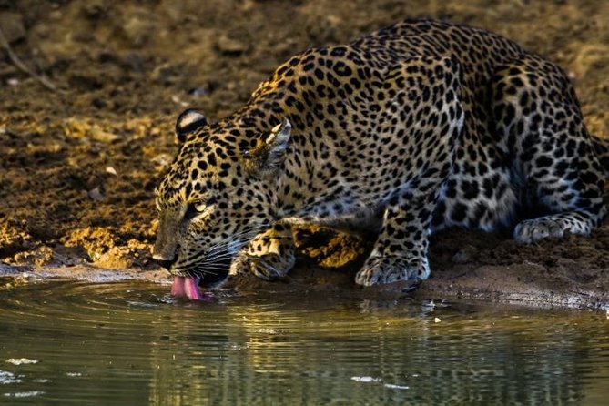 Private 8-Day Tour of Sri Lanka From Colombo - Pricing Information