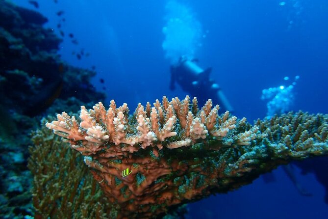 Private 8-Hour Guided Experience Dive in Tulamben - Logistics