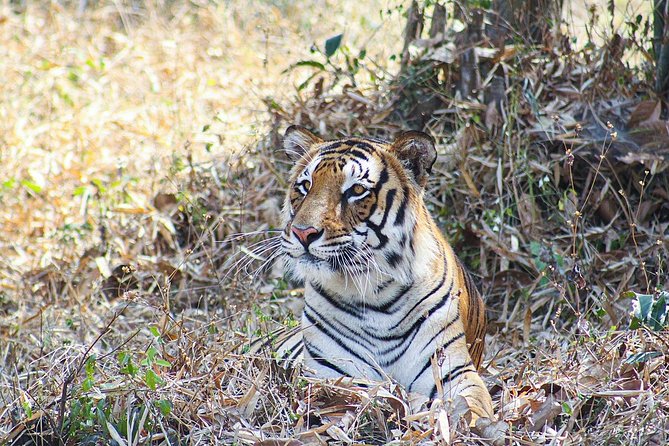 Private 9-Day Tour: Golden Triangle Plus Ranthambore Park (Feb ) - Tour Highlights